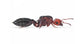 Reine de Crematogaster scutellaris
