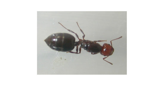 Reine de Crematogaster scutellaris