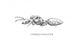 Reine de Crematogaster scutellaris