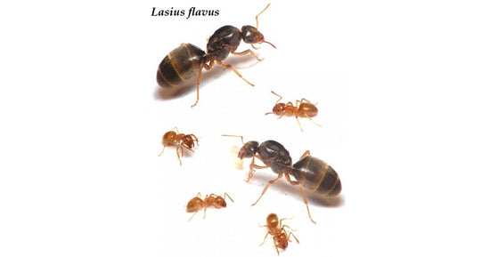 Reine de Lasius Flavus (avec oeufs)(couleur Or)