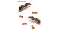Reine de Lasius Flavus (avec oeufs)(couleur Or)