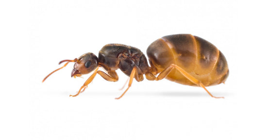 Reine de Lasius Flavus (avec oeufs)(couleur Or)