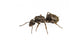 Reine de Lasius grandis (avec oeufs)