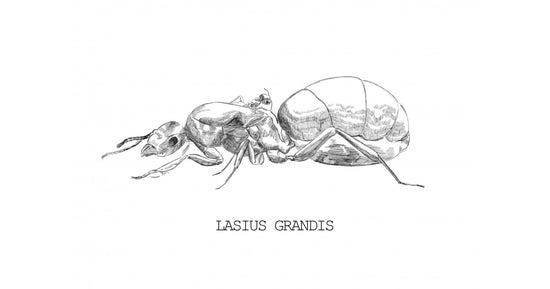Reine de Lasius grandis (avec oeufs)