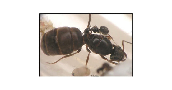 Reine de Lasius niger (avec oeufs)