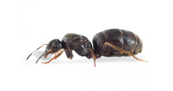 Reine de Lasius niger (avec oeufs)