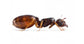 Reine de Pheidole pallidula (avec oeufs)