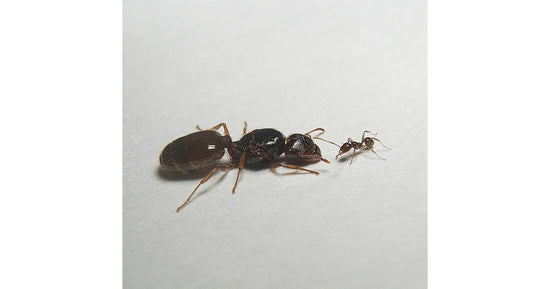 Reine de Pheidole pallidula (avec oeufs)