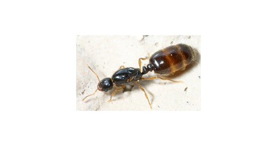 Reine de solenopsis fugax