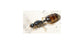 Reine de solenopsis fugax