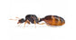 Reine de solenopsis fugax