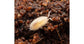 Substrat bioactif avec microfaune
