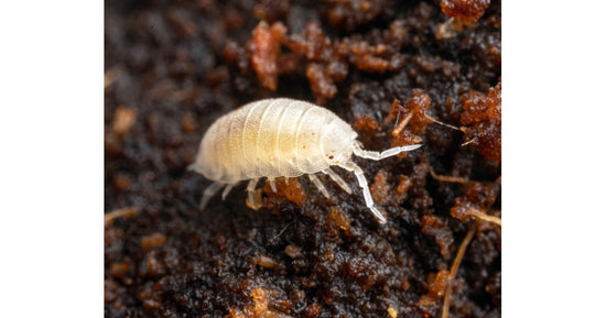 Trichorhina tomentosa - Dwarf Tropical Woodlice (500cc)