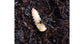 Wild Soil 500cc